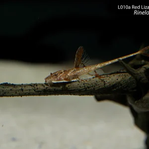 L010A Red Lizard Whiptail Catfish