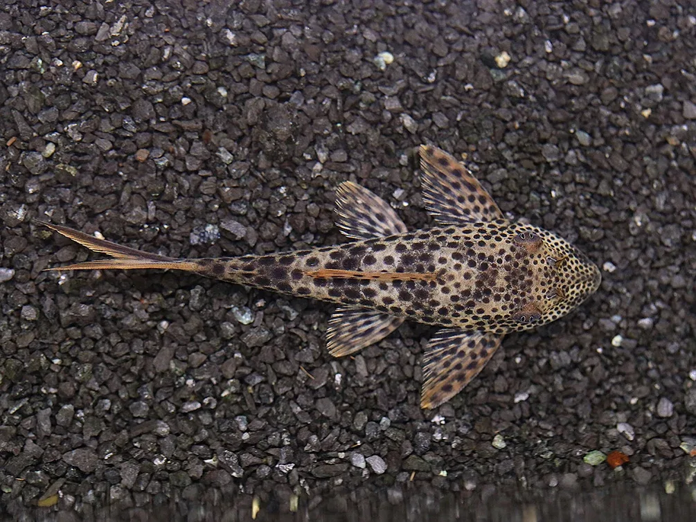 L011 Red Fin Thresher Pleco (Squaliforma emarginata) – Brazil - Image 2