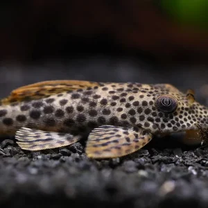 L011 Red Fin Thresher Pleco (Squaliforma emarginata) – Brazil