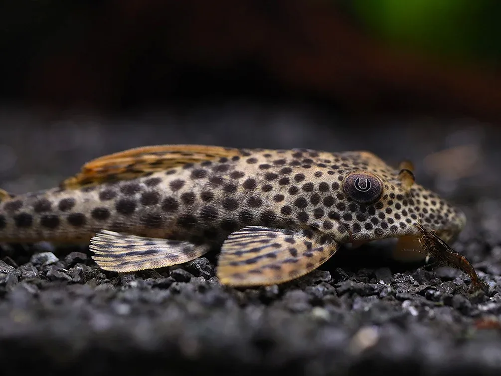 L011 Red Fin Thresher Pleco (Squaliforma emarginata) – Brazil