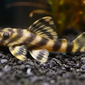 L015 Candy Stripe Pleco (Peckoltia vittata)