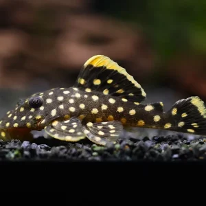 L018 Gold Nugget Pleco (Baryancistrus xanthellus) - Brazil