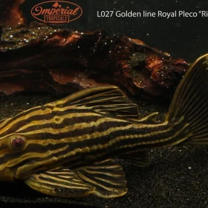 L027 Golden Line Royal Pleco "Rio Jamanxim"