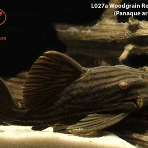 L027a Woodgrain Royal Pleco 'Tocantins'