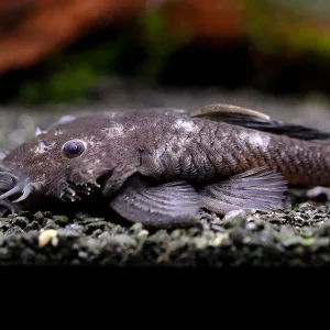 L034 Medusa Pleco (Ancistrus ranunculus) - Brazil