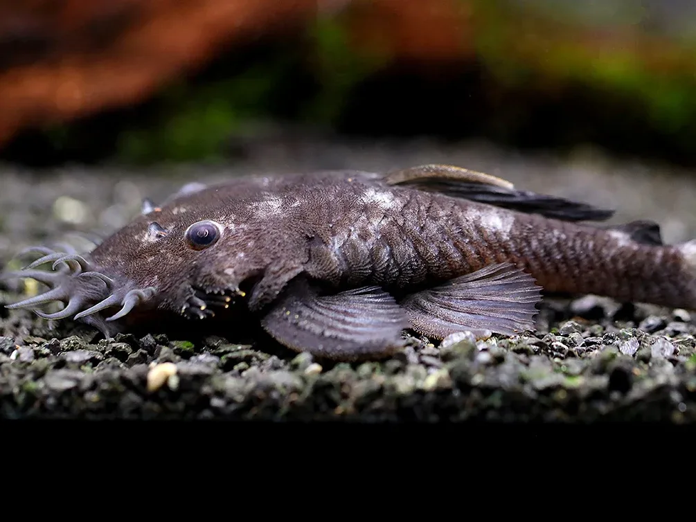 L034 Medusa Pleco (Ancistrus ranunculus) - Brazil