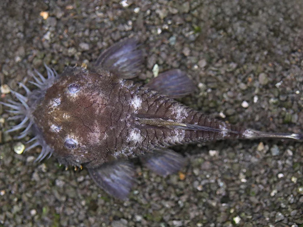 L034 Medusa Pleco (Ancistrus ranunculus) - Brazil - Image 2
