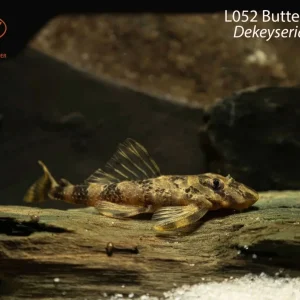 L052 Butterfly Pleco (Dekeyseria picta)
