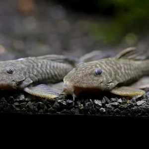 L056 Chubby Pleco L056 (Pseudorinelepis genibarbis)