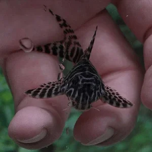 L066 King Tiger Pleco