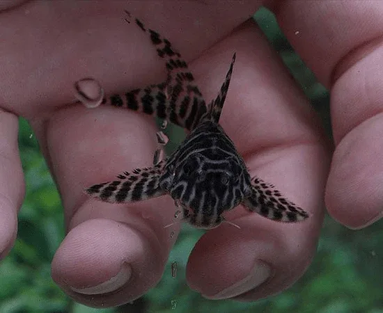 L066 King Tiger Pleco