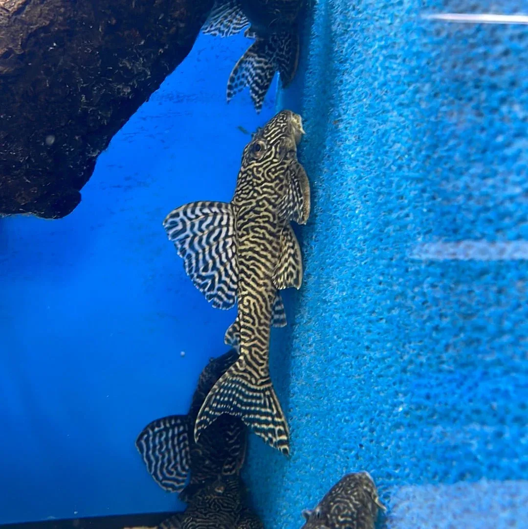 L066 King Tiger Pleco - Image 2