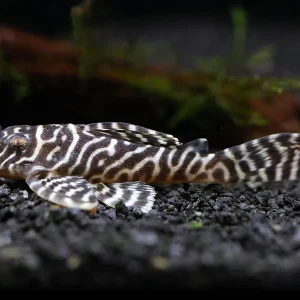 L066 Xingu King Tiger Pleco (Hypancistrus seideli)