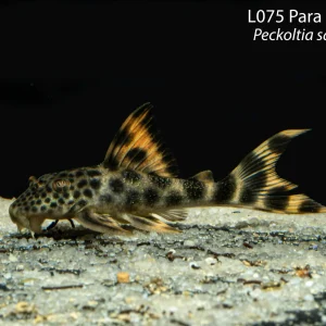 L075 Para Pleco (Peckoltia sabaji)