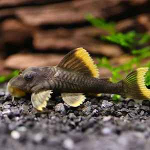 L076 Orange Seam Pleco (Peckoltia sp. L076) - Tank-Bred