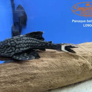 L090 Papa Lyretail Pleco