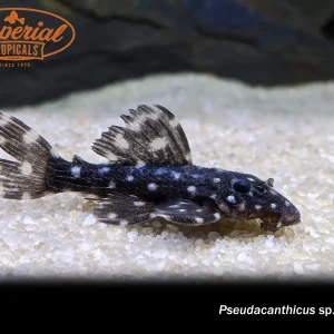 L097 Polka Dot Cactus Pleco