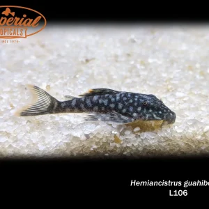 L106 Orange Seam Pleco (Hemiancistrus guahiborum)