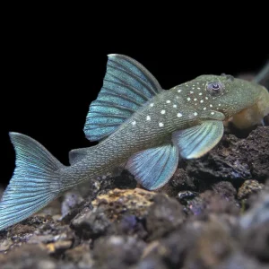 L128 Blue Phantom Pleco (Hemiancistrus sp. L128)