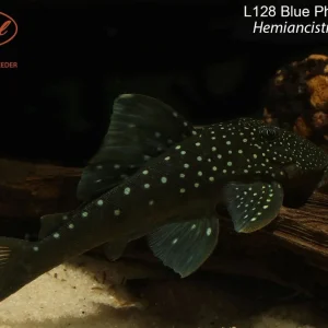 L128 Blue Phantom Pleco (Hemiancistrus sp. L128)
