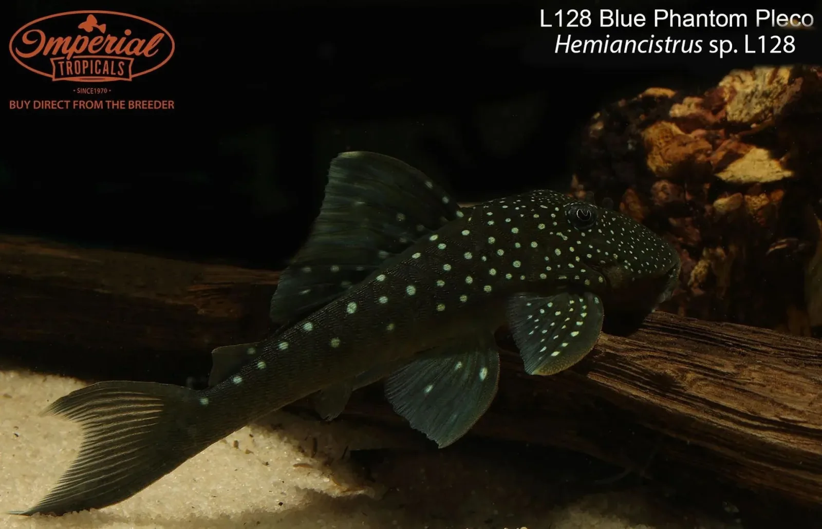 L128 Blue Phantom Pleco (Hemiancistrus sp. L128)