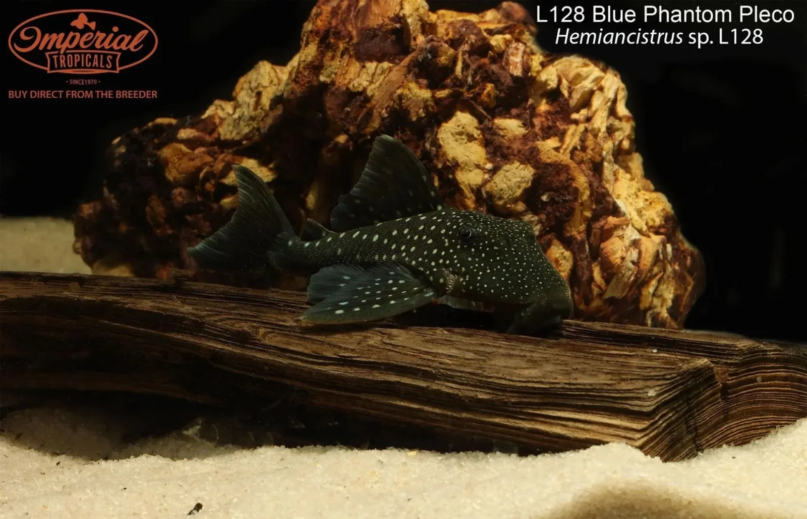 L128 Blue Phantom Pleco (Hemiancistrus sp. L128) - Image 2