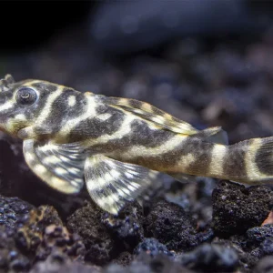 L129 Colombian Zebra Pleco (Hypancistrus debilittera)