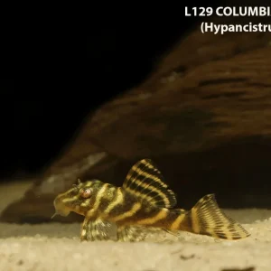 L129 Colombian Zebra Pleco (Hypancistrus debilittera)