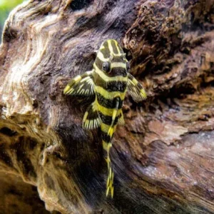 L134 Leopard Frog Pleco (Peckoltia compta) - Tank-Bred!