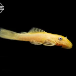 L144a Blue Eye Lemon Bristlenose Pleco (Ancistrus sp.), Locally Bred