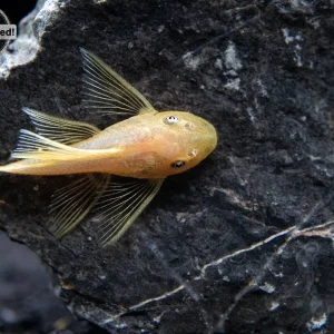 L144a Longfin Blue Eye Lemon Bristlenose Pleco (Ancistrus sp.), Locally Bred