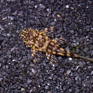 L157 Red Spot Bristlenose Pleco (Ancistrus sp. "L157") - Tank Bred