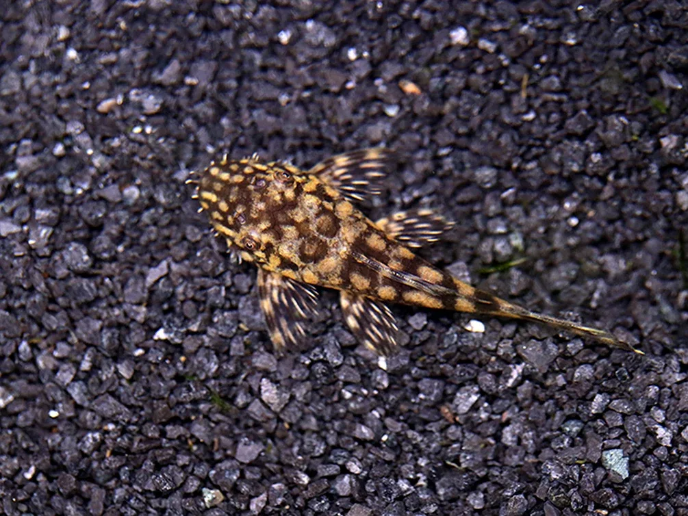 L157 Red Spot Bristlenose Pleco (Ancistrus sp. "L157") - Tank Bred