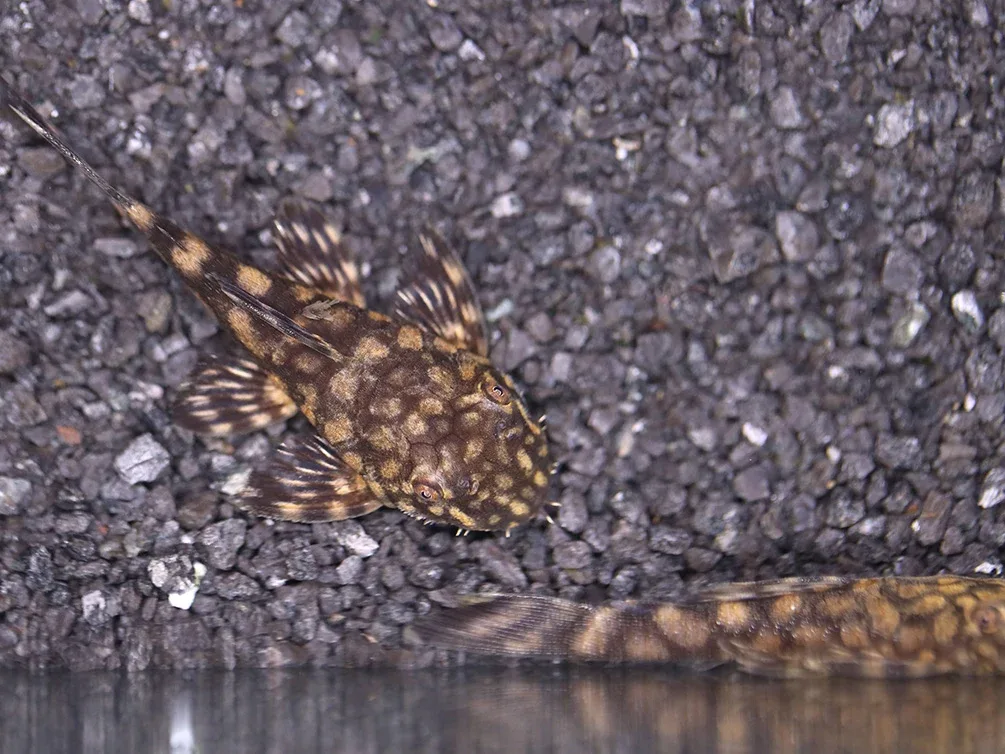 L157 Red Spot Bristlenose Pleco (Ancistrus sp. "L157") - Tank Bred - Image 2