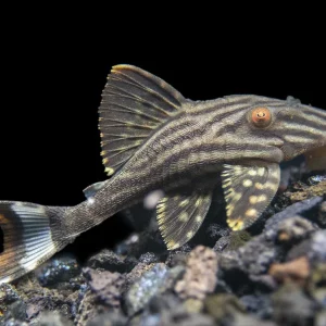 L190 Royal Pleco (Panaque nigrolineatus)