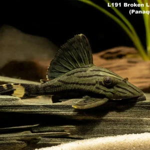 L191 Broken Line Royal Pleco