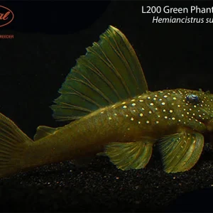 L200 Green Phantom Pleco
