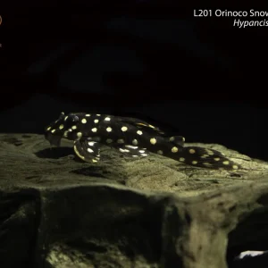 L201 Orinoco Snowball Angel Pleco
