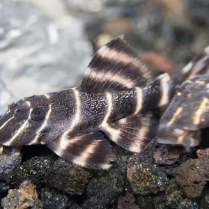 L204 Flash / Emperor Pleco (Panaqolus albivermis)