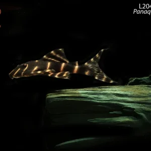 L204 Flash Pleco