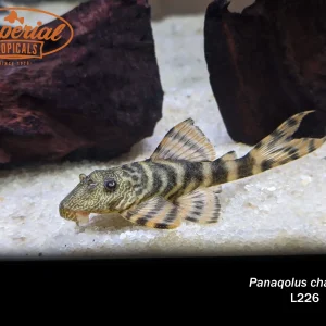 L226 Iquitos Tiger Pleco