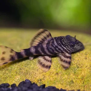 L226 Iquitos Tiger Pleco (Panaqolus sp. L226) - Tank-Bred