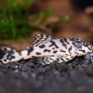 L236 Cracked Zebra Pleco (Hypancistrus sp.) – Tank-Bred
