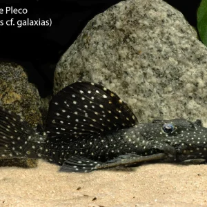 L240 Vampire Pleco