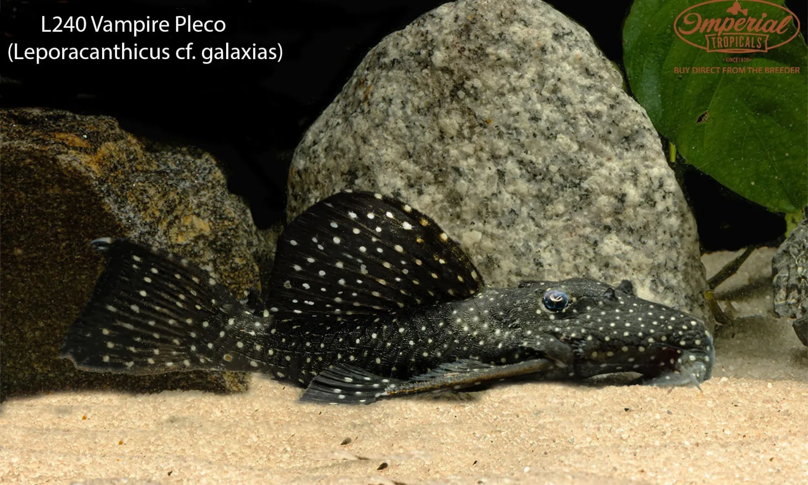 L240 Vampire Pleco