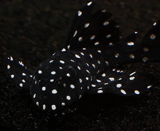 L240 Vampire Pleco - Image 2