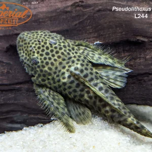 L244 Black Spotted Flyer Pleco