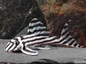 L250 Imperial Zebra Pleco