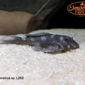 L262 Stardust Pleco