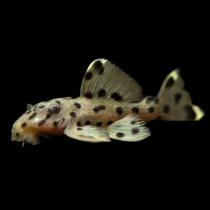 L264 Sultan Pleco (Leporacanthicus joselimai)